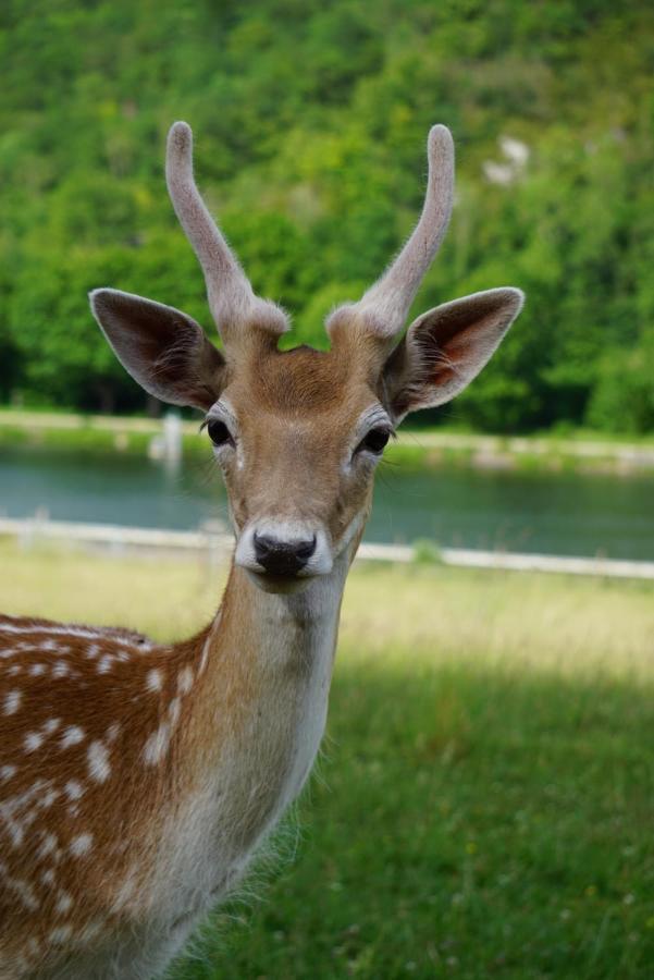 Le Val Des Cerfs - Het Hertendal Hastiere-par-dela Dış mekan fotoğraf